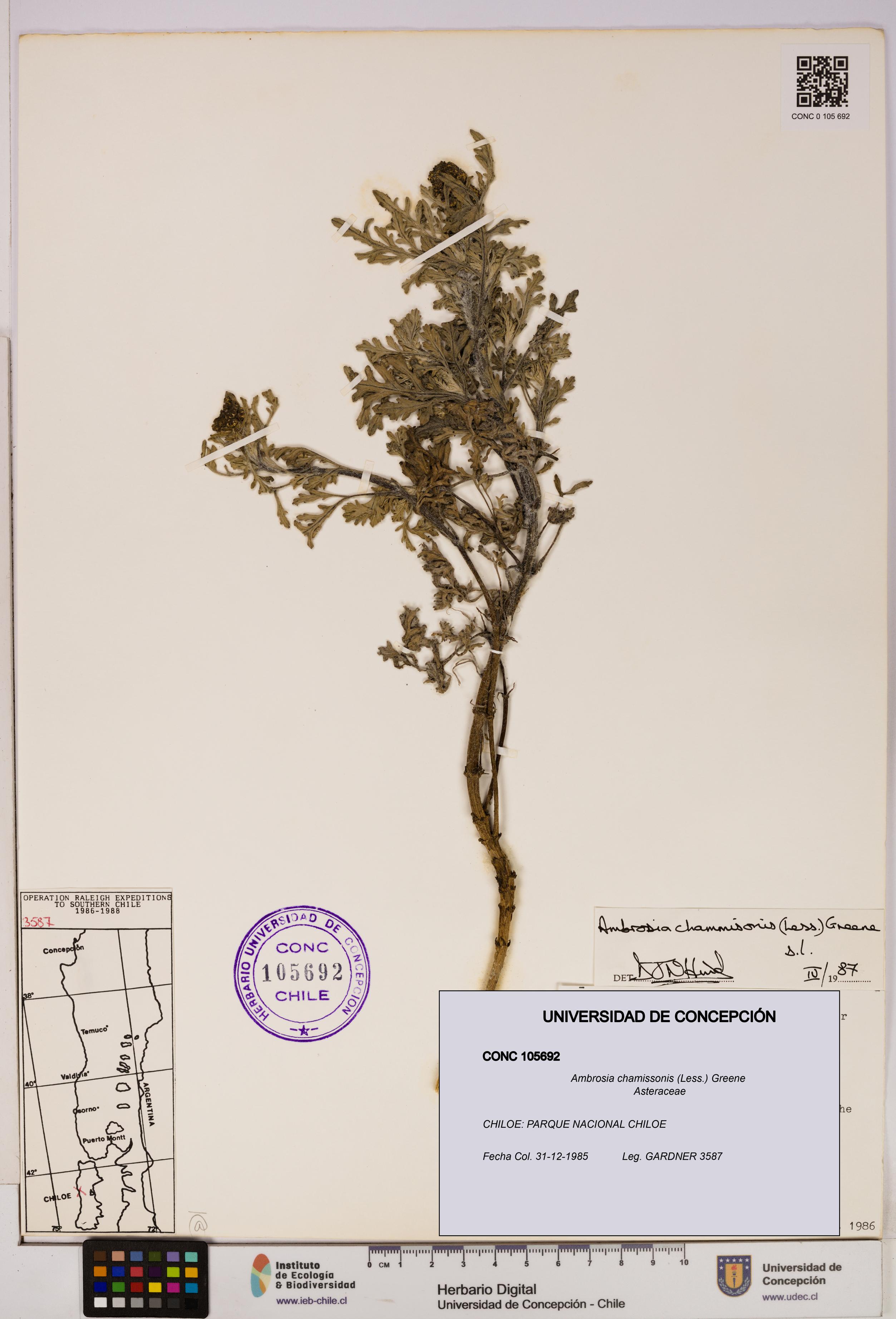 Ambrosia chamissonis [Espécimen: UDEC:CONC:0105692]