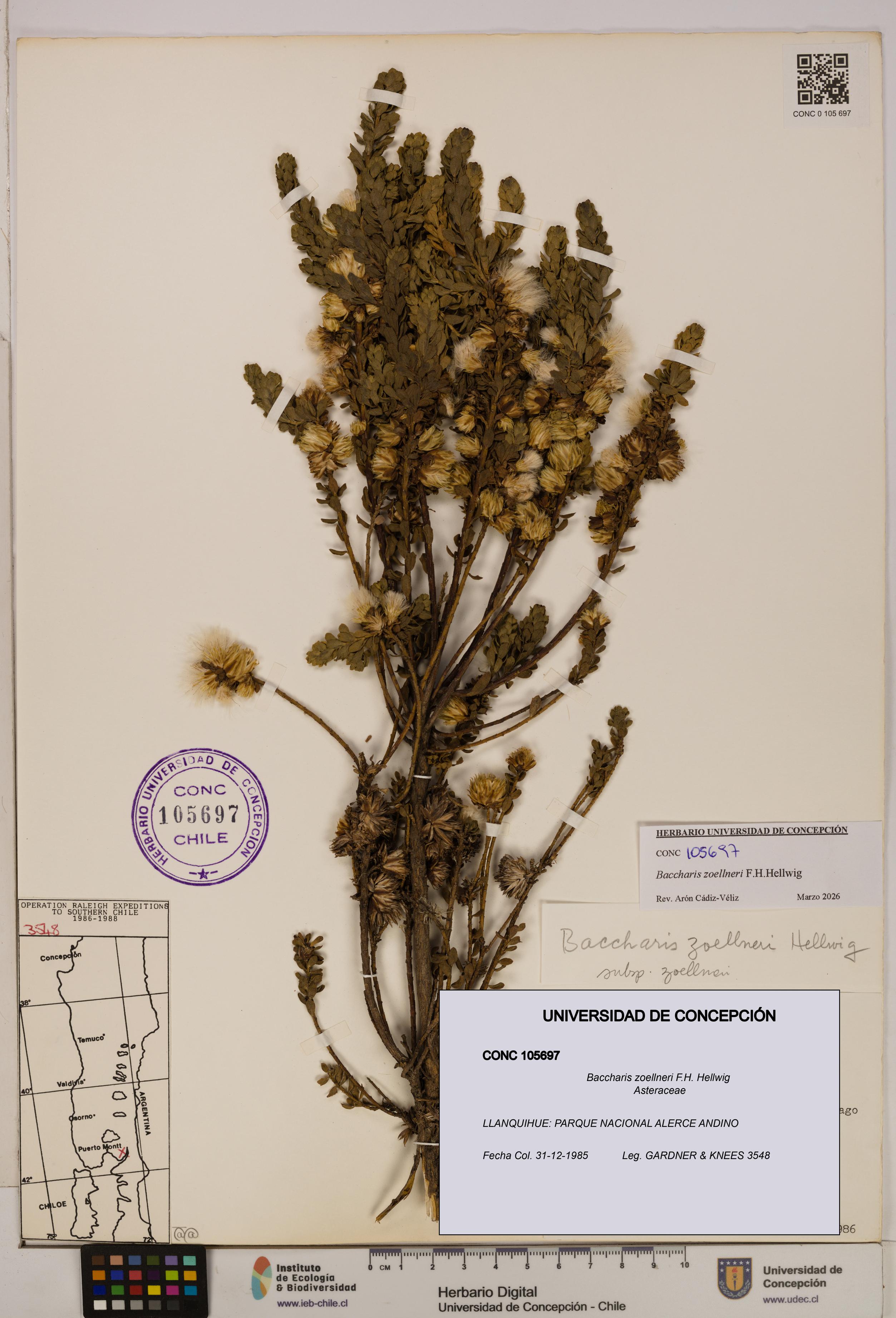 Baccharis zoellneri [Espécimen: UDEC:CONC:0105697]