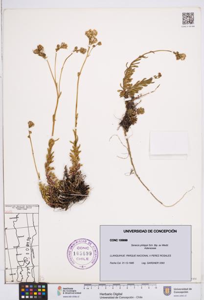 Senecio philippii [Espécimen: ]