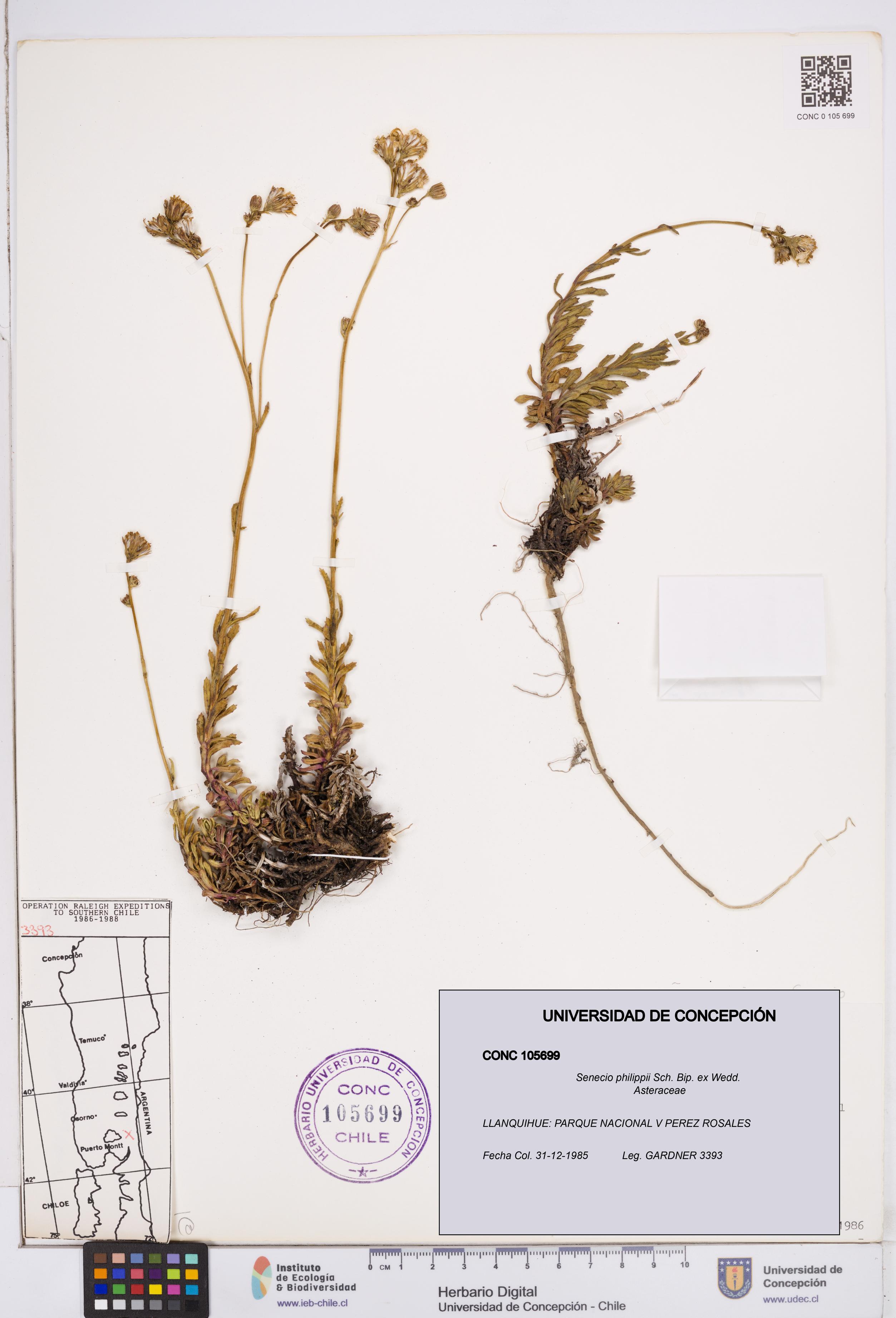 Senecio philippii [Espécimen: ]