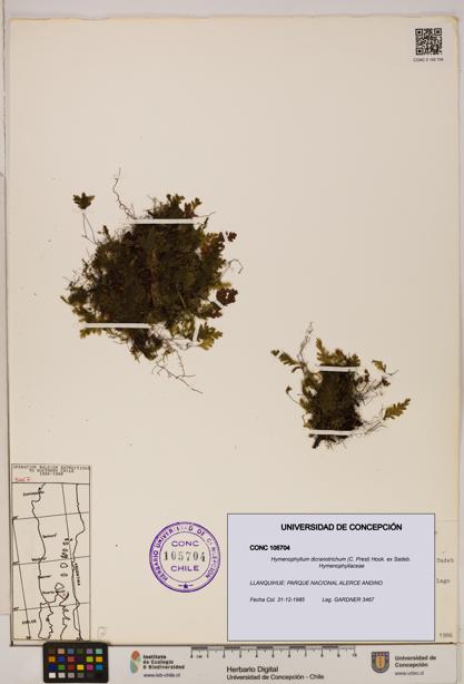 Hymenophyllum dicranotrichum [Espécimen: UDEC:CONC:0105704]