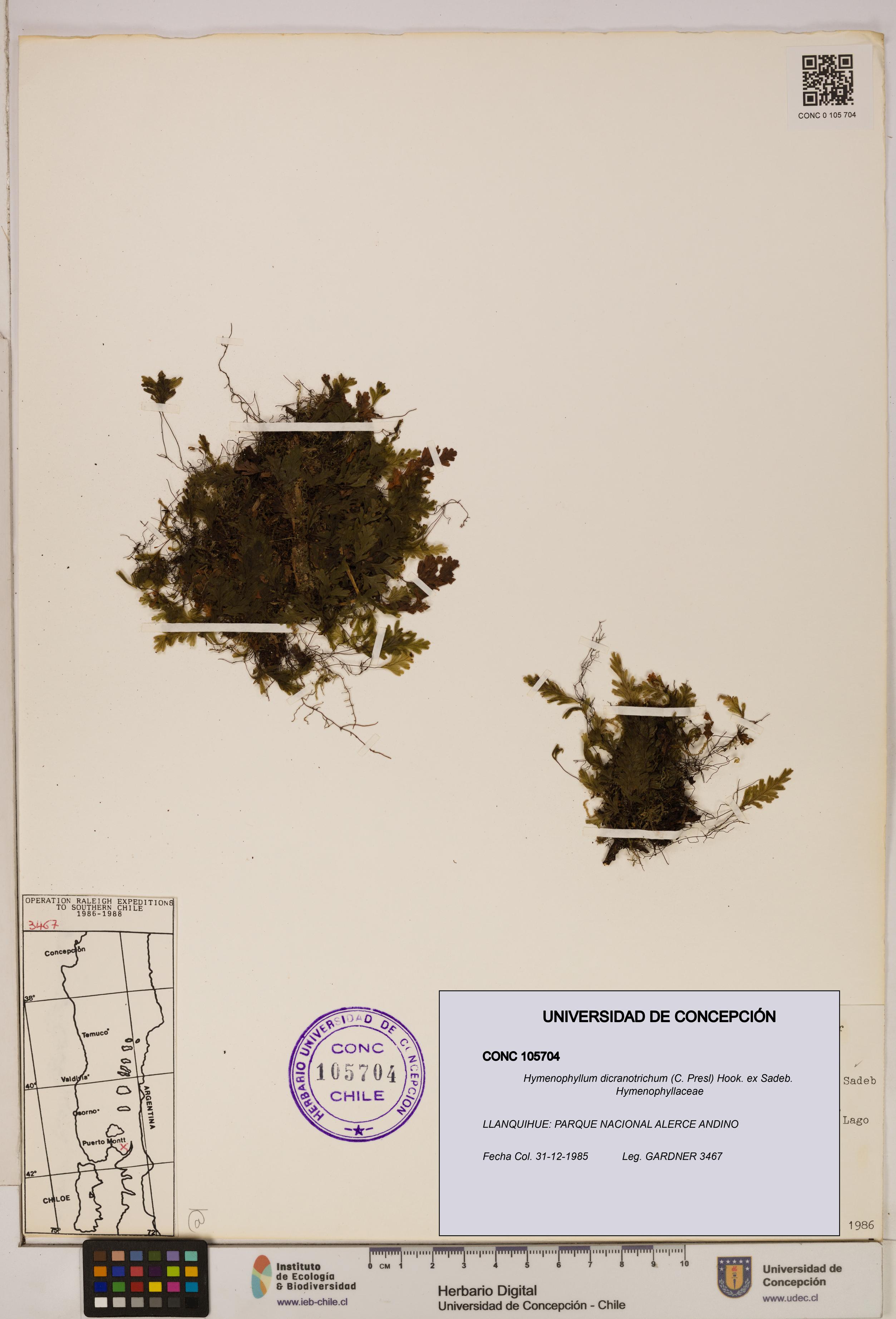 Hymenophyllum dicranotrichum [Espécimen: UDEC:CONC:0105704]