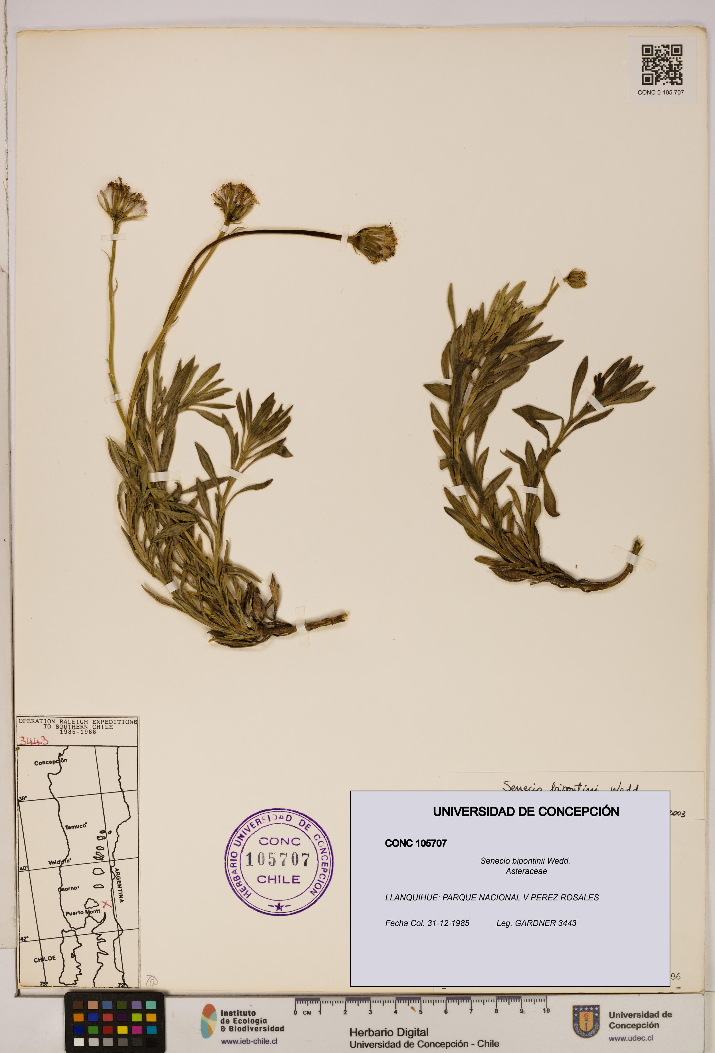 Senecio bipontinii [Espécimen: UDEC:CONC:0105707]