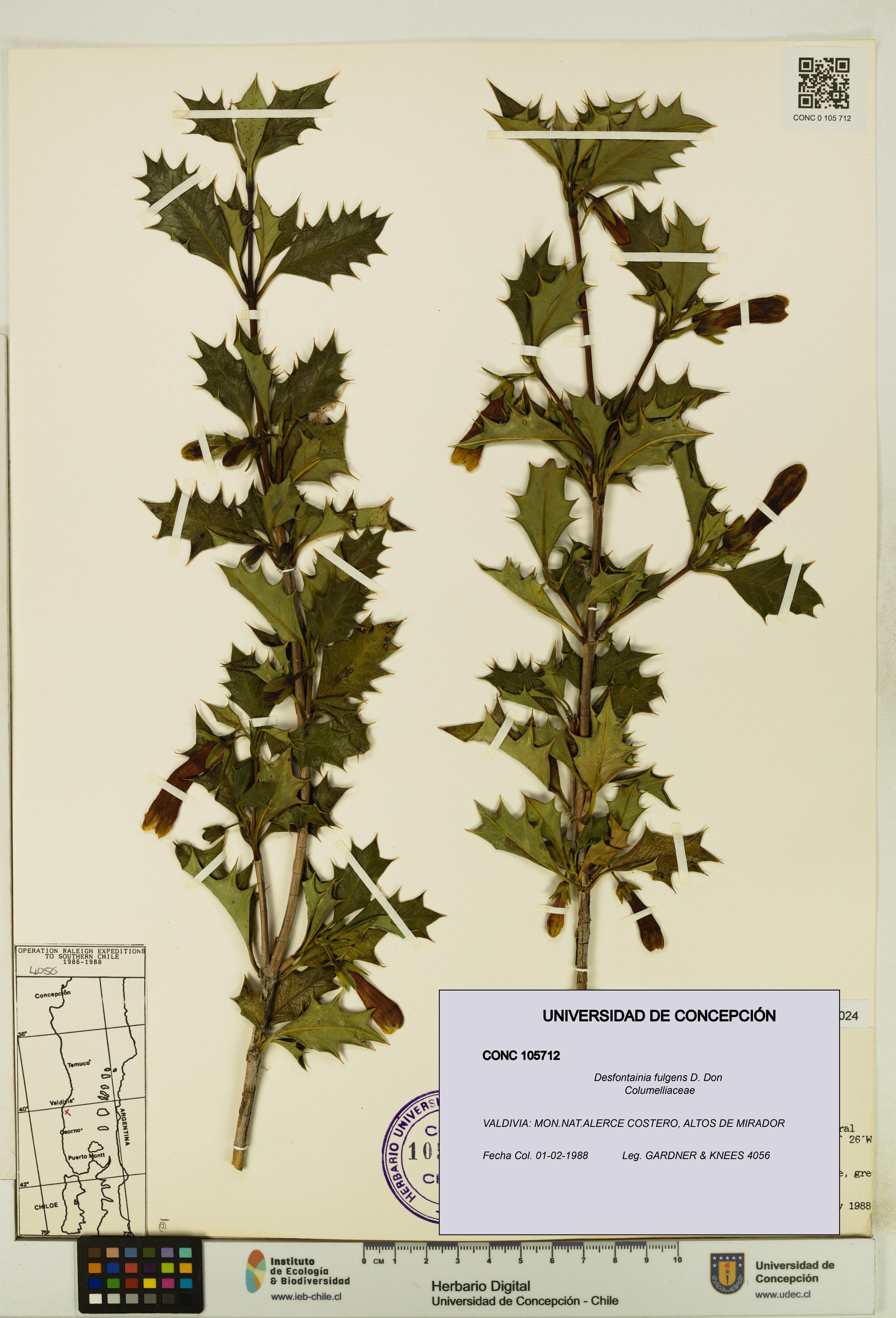 Desfontainia fulgens [Espécimen: UDEC:CONC:0105712]