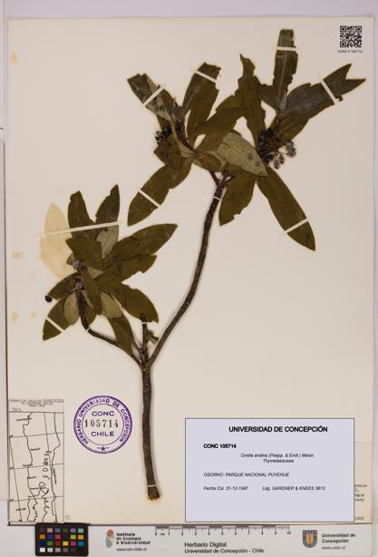 Ovidia andina [Espécimen: UDEC:CONC:0105714]