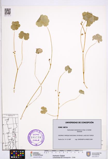 Hydrocotyle chamaemorus [Espécimen: ]