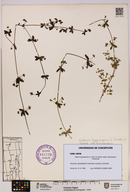 Galium hypocarpium subsp. hypocarpium [Espécimen: UDEC:CONC:0105729]