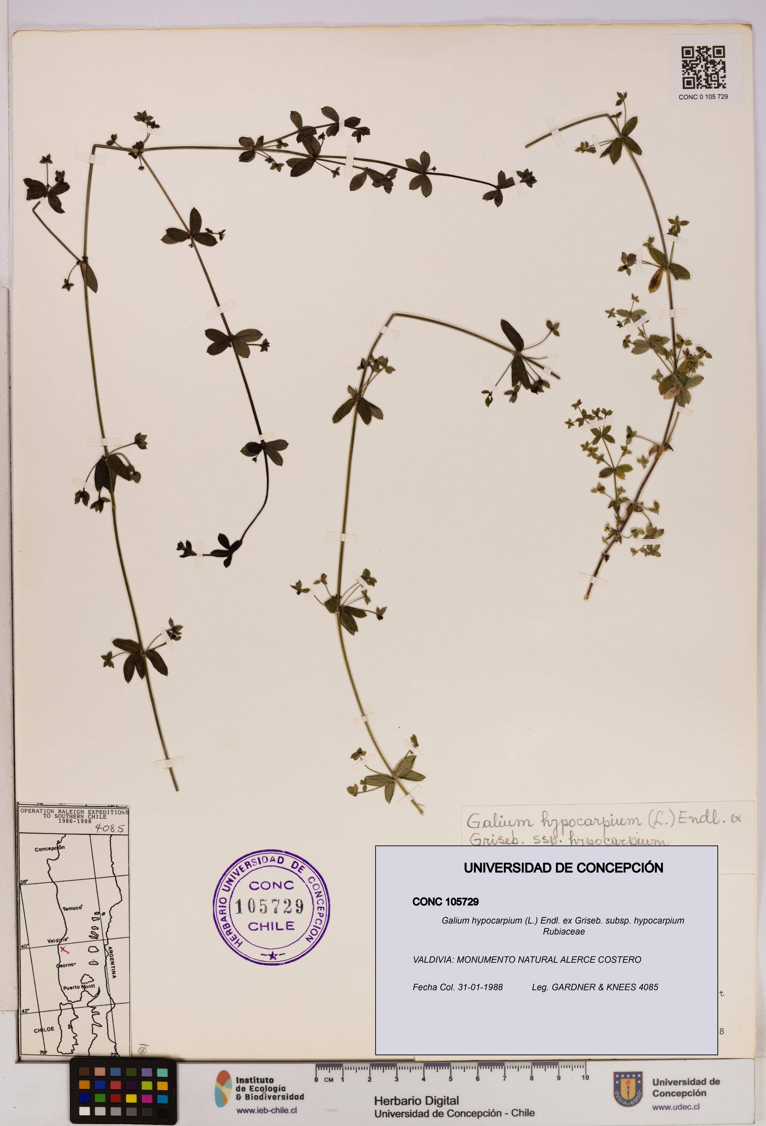 Galium hypocarpium subsp. hypocarpium [Espécimen: UDEC:CONC:0105729]