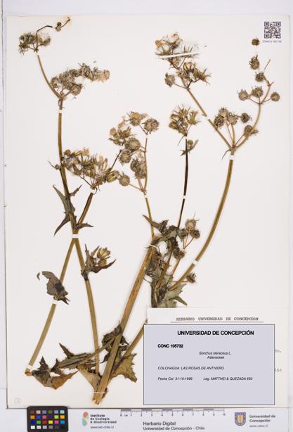 Sonchus oleraceus [Espécimen: ]