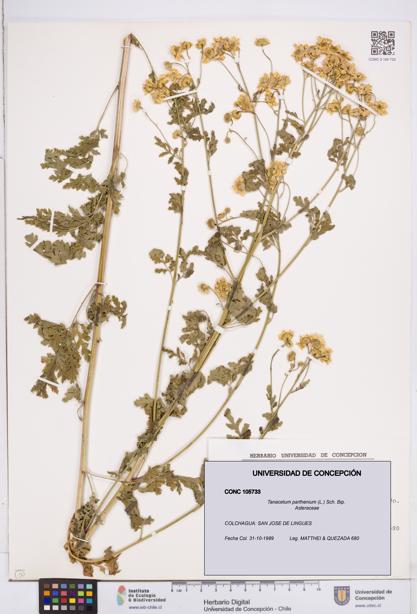 Tanacetum parthenium [Espécimen: ]