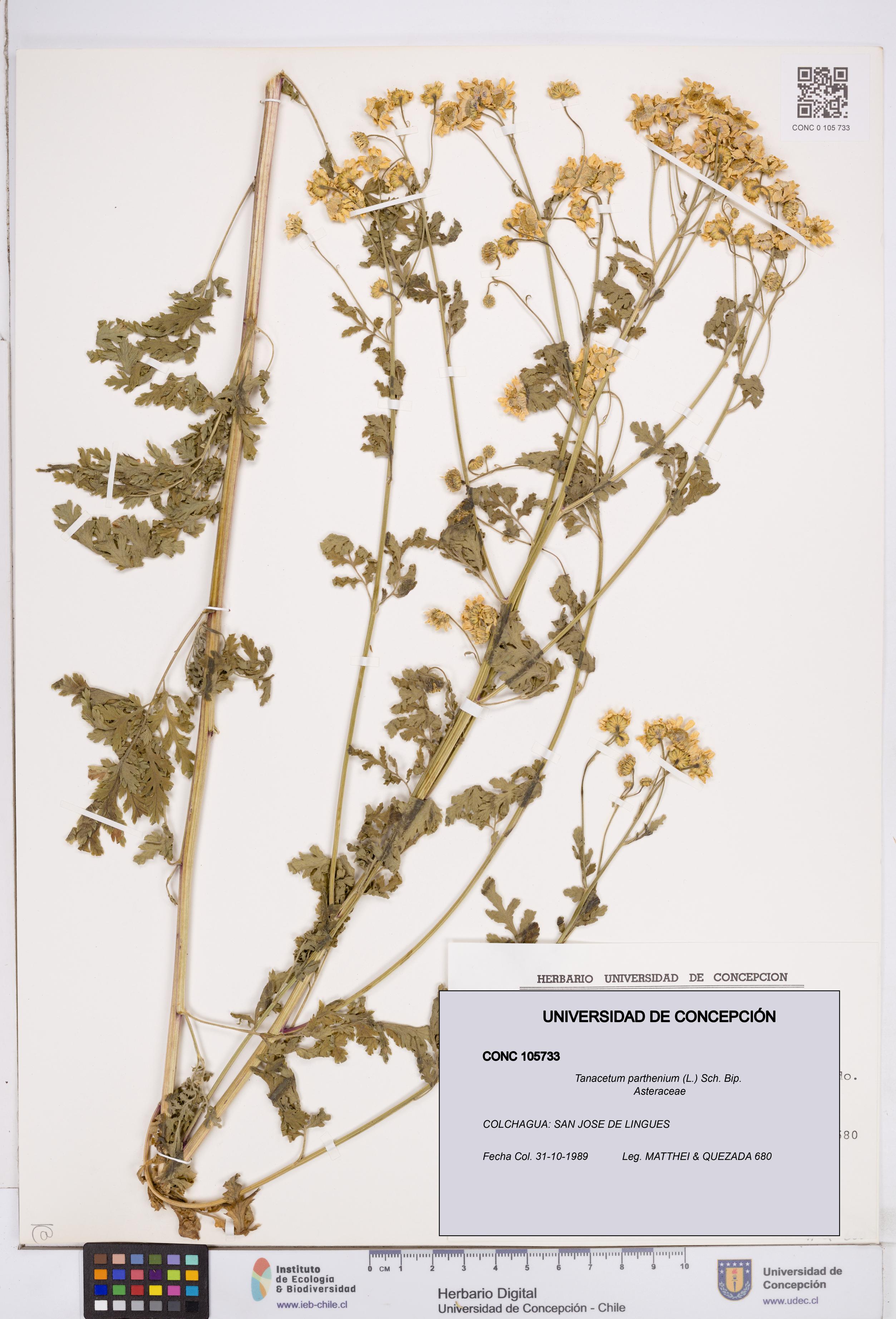 Tanacetum parthenium [Espécimen: ]