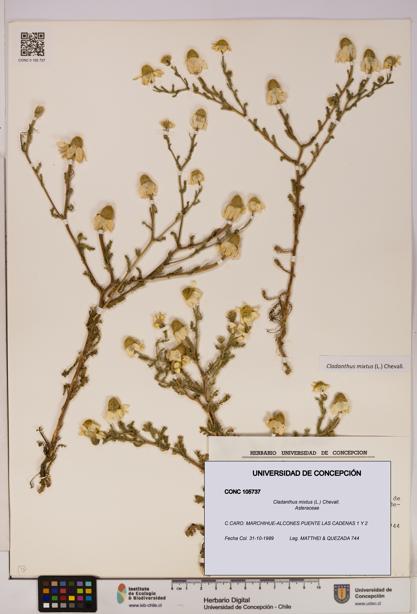 Cladanthus mixtus [Espécimen: UDEC:CONC:0105737]