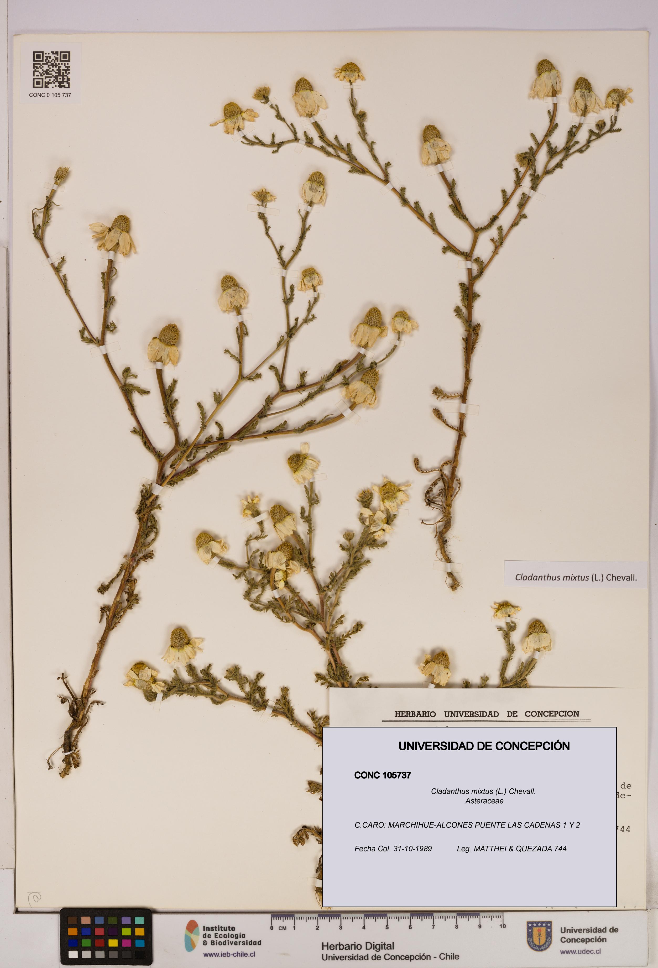 Cladanthus mixtus [Espécimen: UDEC:CONC:0105737]