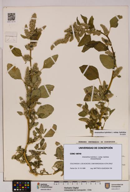 Amaranthus hybridus subsp. hybridus [Espécimen: UDEC:CONC:0105743]