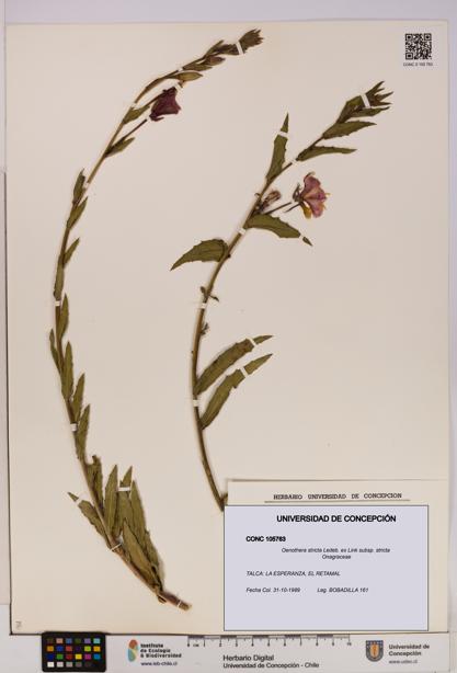 Oenothera stricta subsp. stricta [Espécimen: UDEC:CONC:0105763]