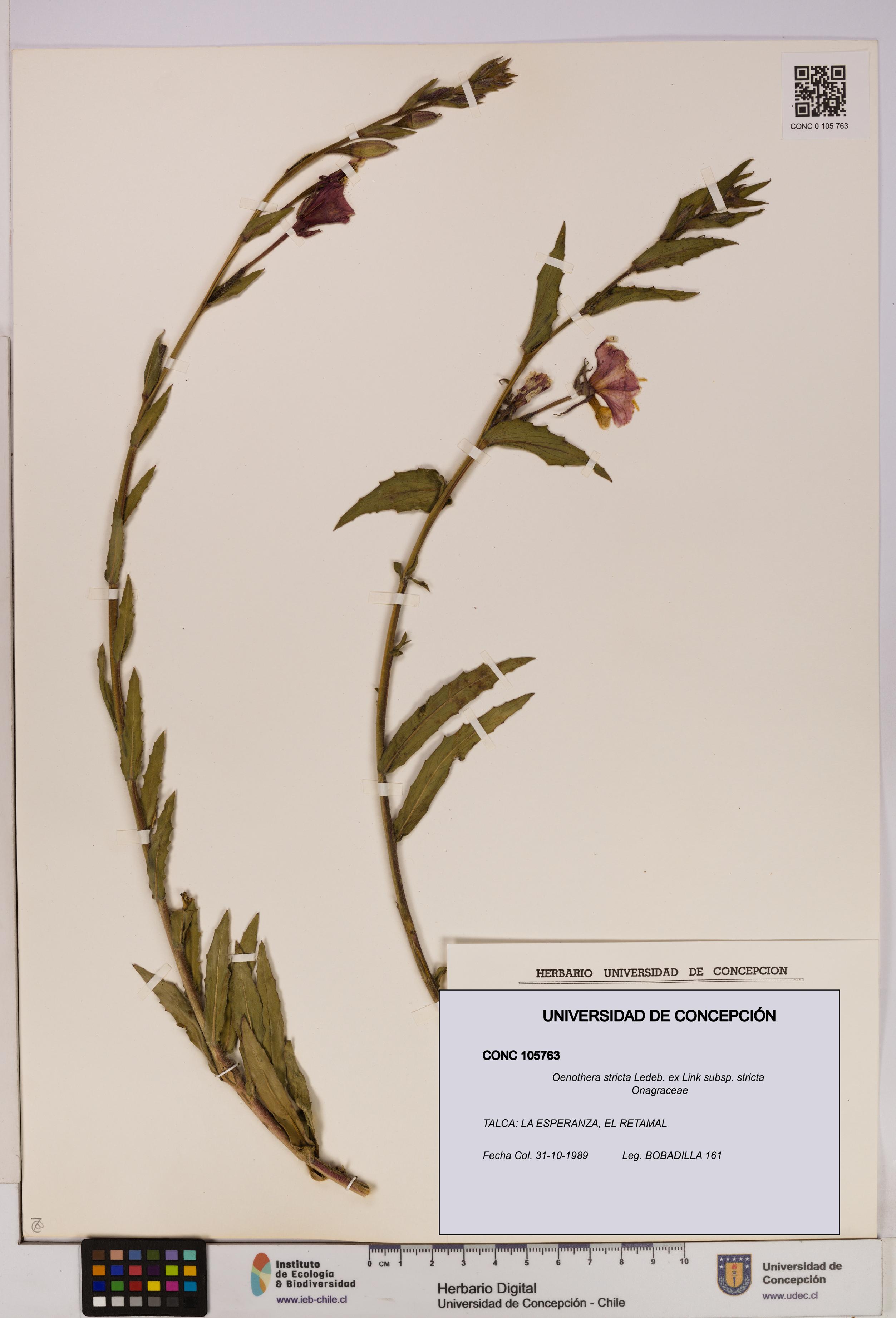 Oenothera stricta subsp. stricta [Espécimen: UDEC:CONC:0105763]