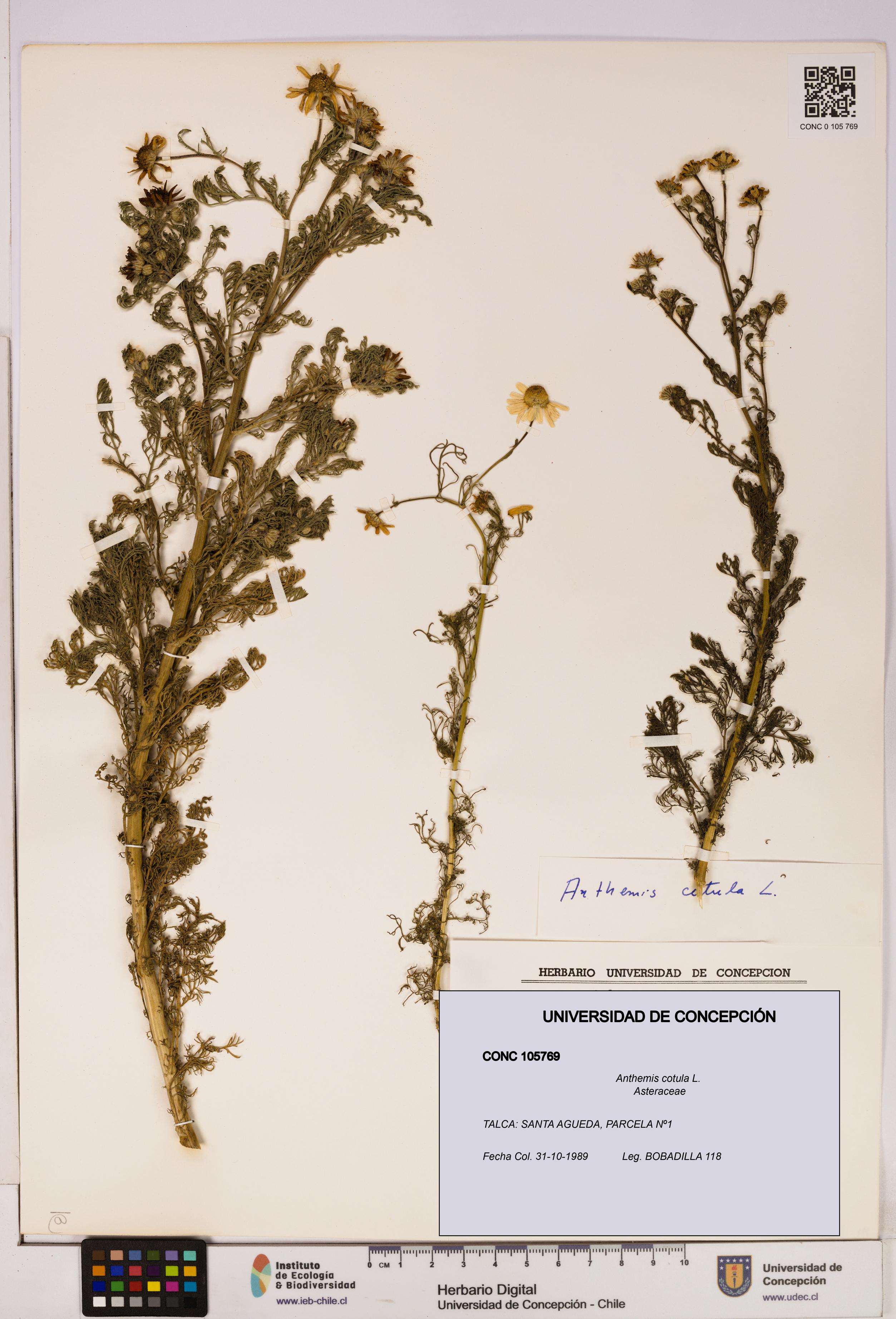 Anthemis cotula [Espécimen: UDEC:CONC:0105769]