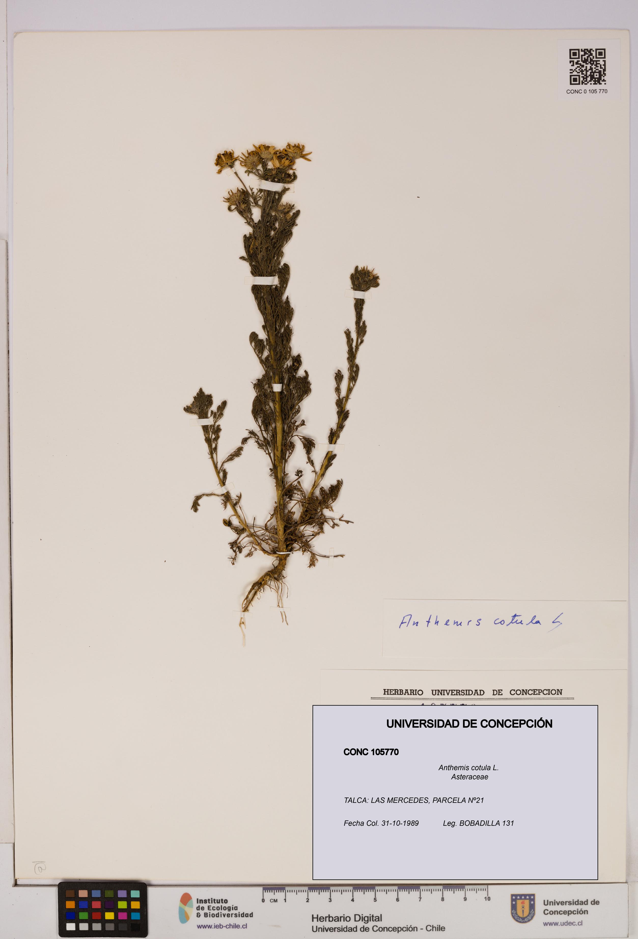 Anthemis cotula [Espécimen: UDEC:CONC:0105770]