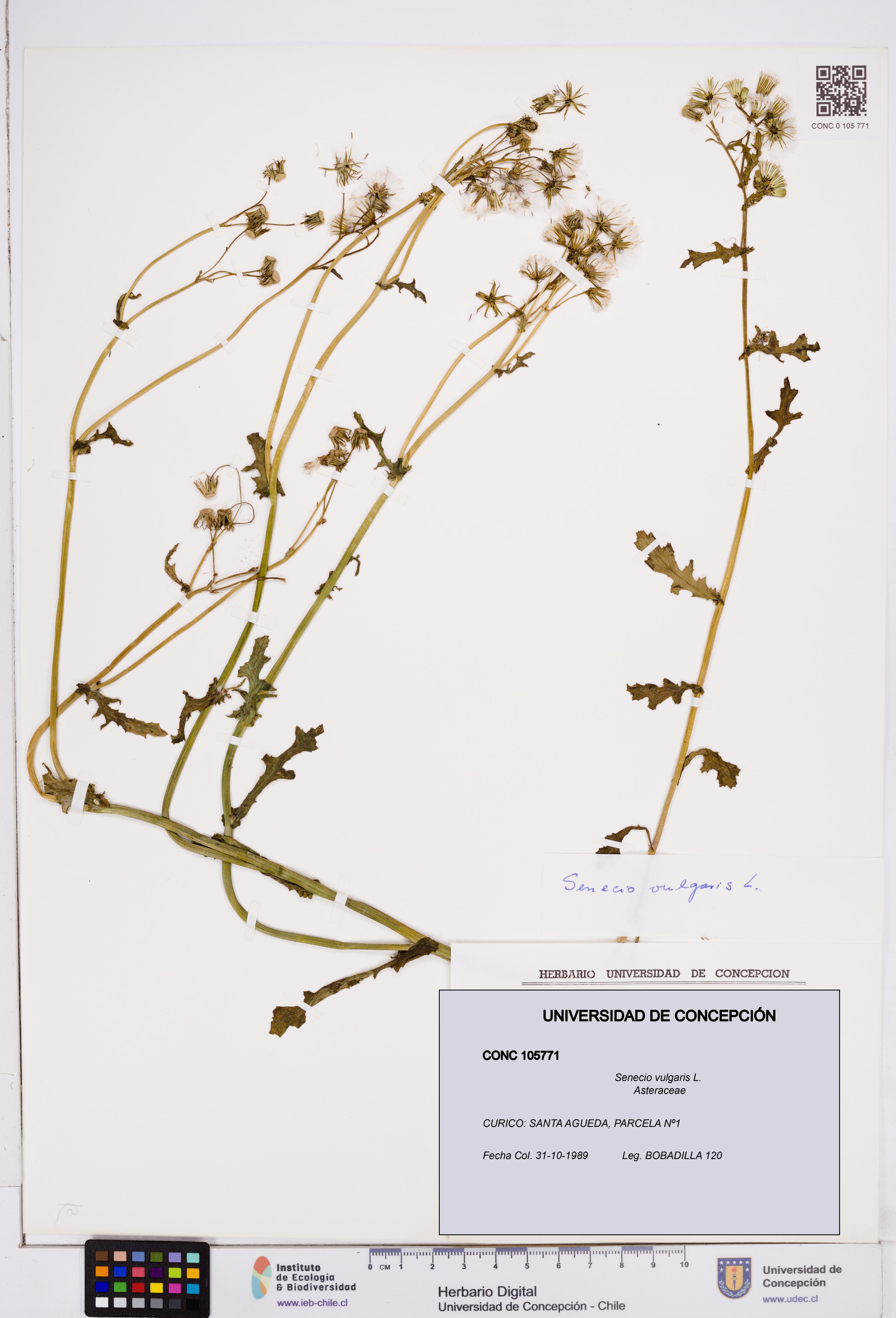 Senecio vulgaris [Espécimen: ]
