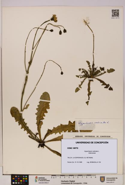 Hypochaeris radicata [Espécimen: UDEC:CONC:0105772]