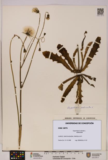 Hypochaeris radicata [Espécimen: UDEC:CONC:0105773]