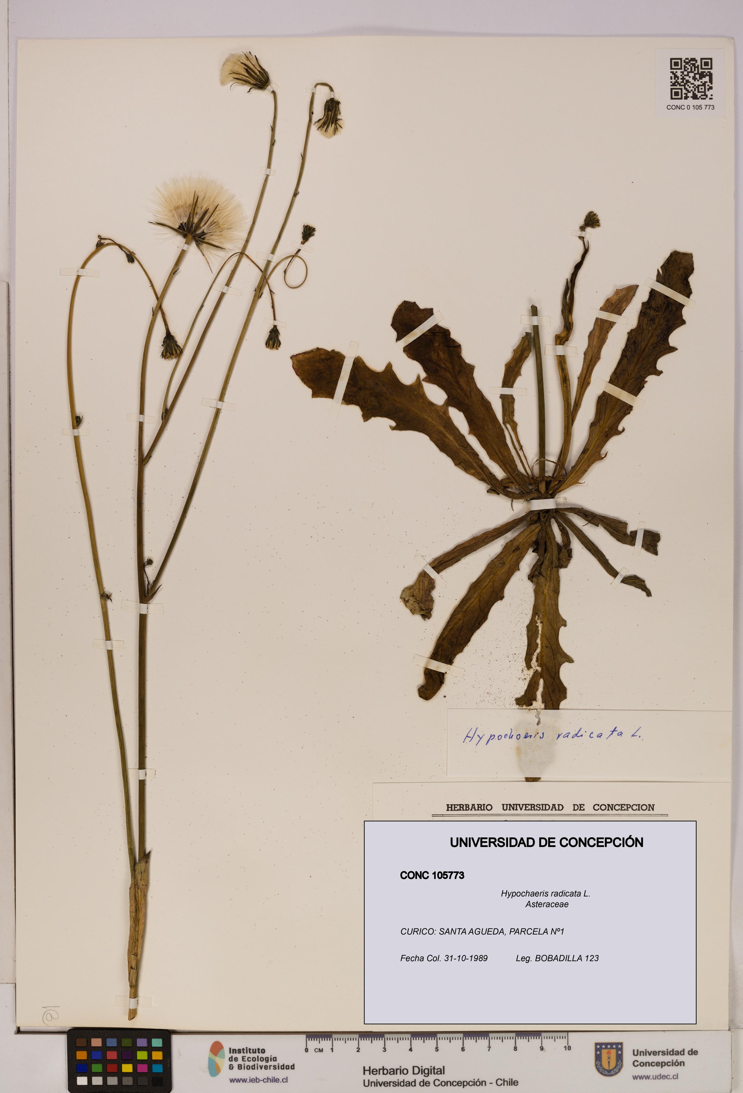Hypochaeris radicata [Espécimen: UDEC:CONC:0105773]