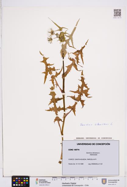 Sonchus oleraceus [Espécimen: ]