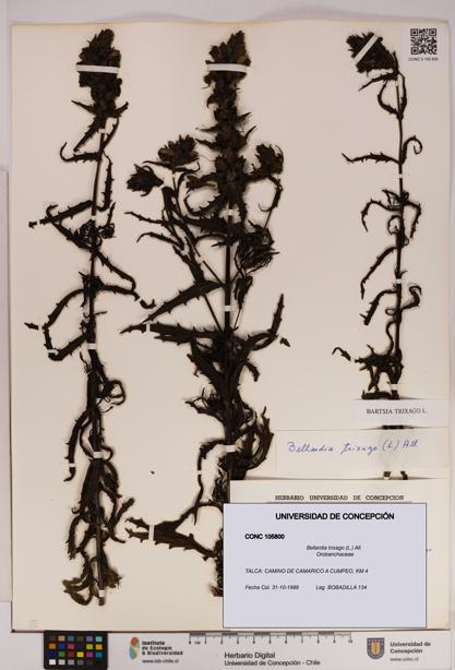 Bellardia trixago [Espécimen: UDEC:CONC:0105800]