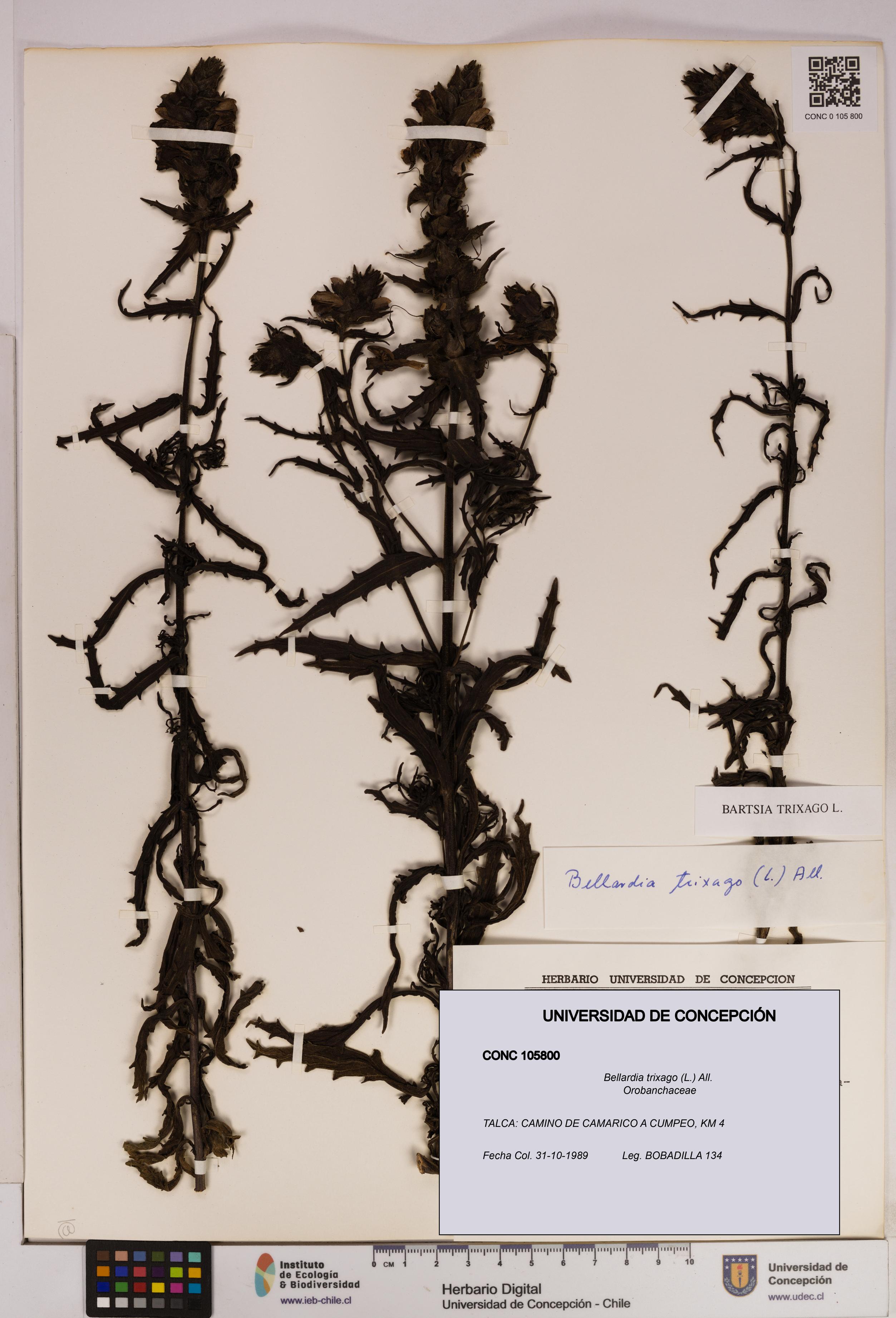 Bellardia trixago [Espécimen: UDEC:CONC:0105800]