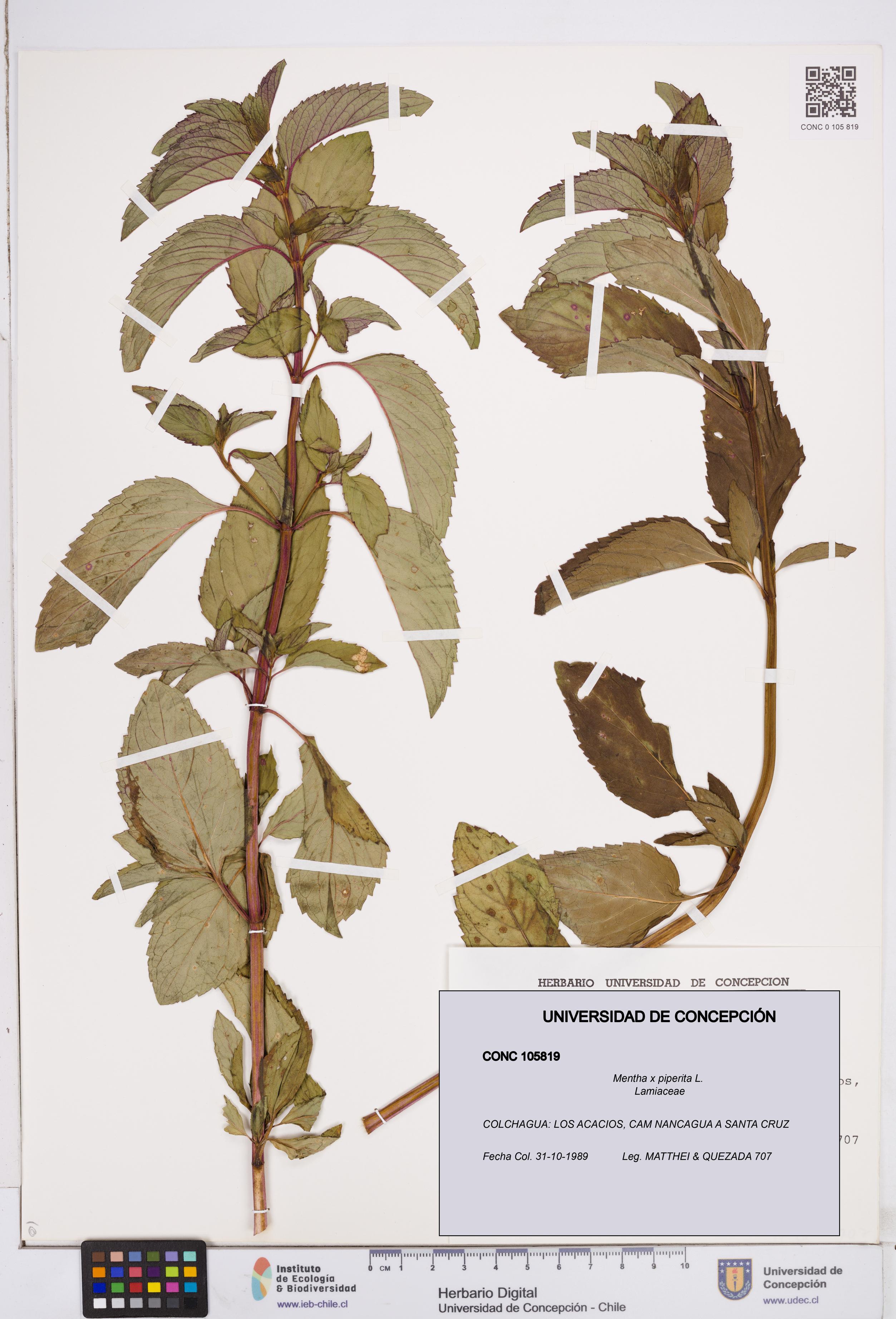 Mentha x piperita [Espécimen: ]