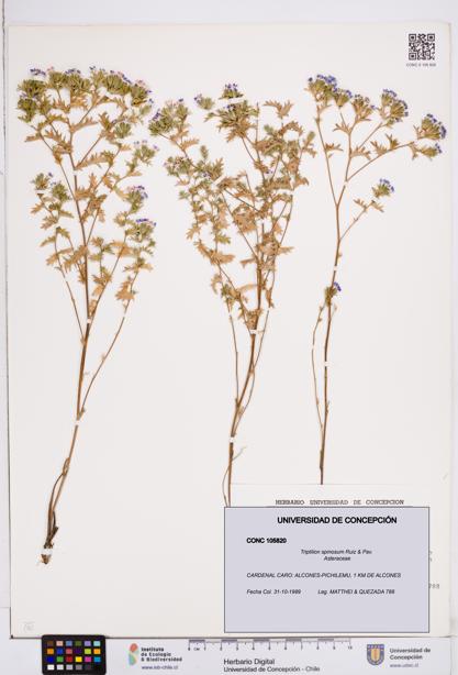 Triptilion spinosum [Espécimen: ]