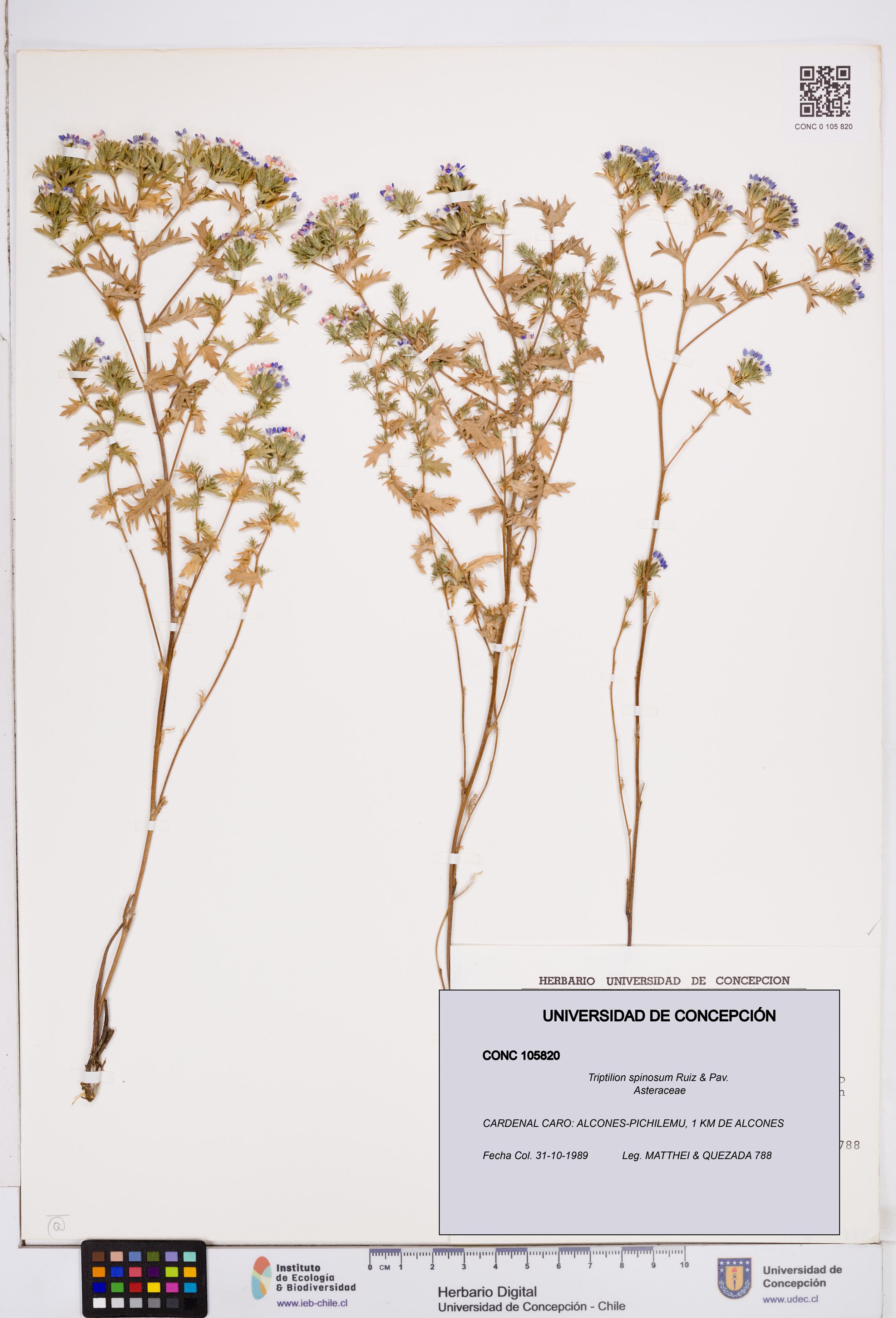 Triptilion spinosum [Espécimen: ]