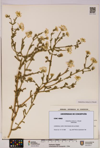 Cladanthus mixtus [Espécimen: UDEC:CONC:0105822]