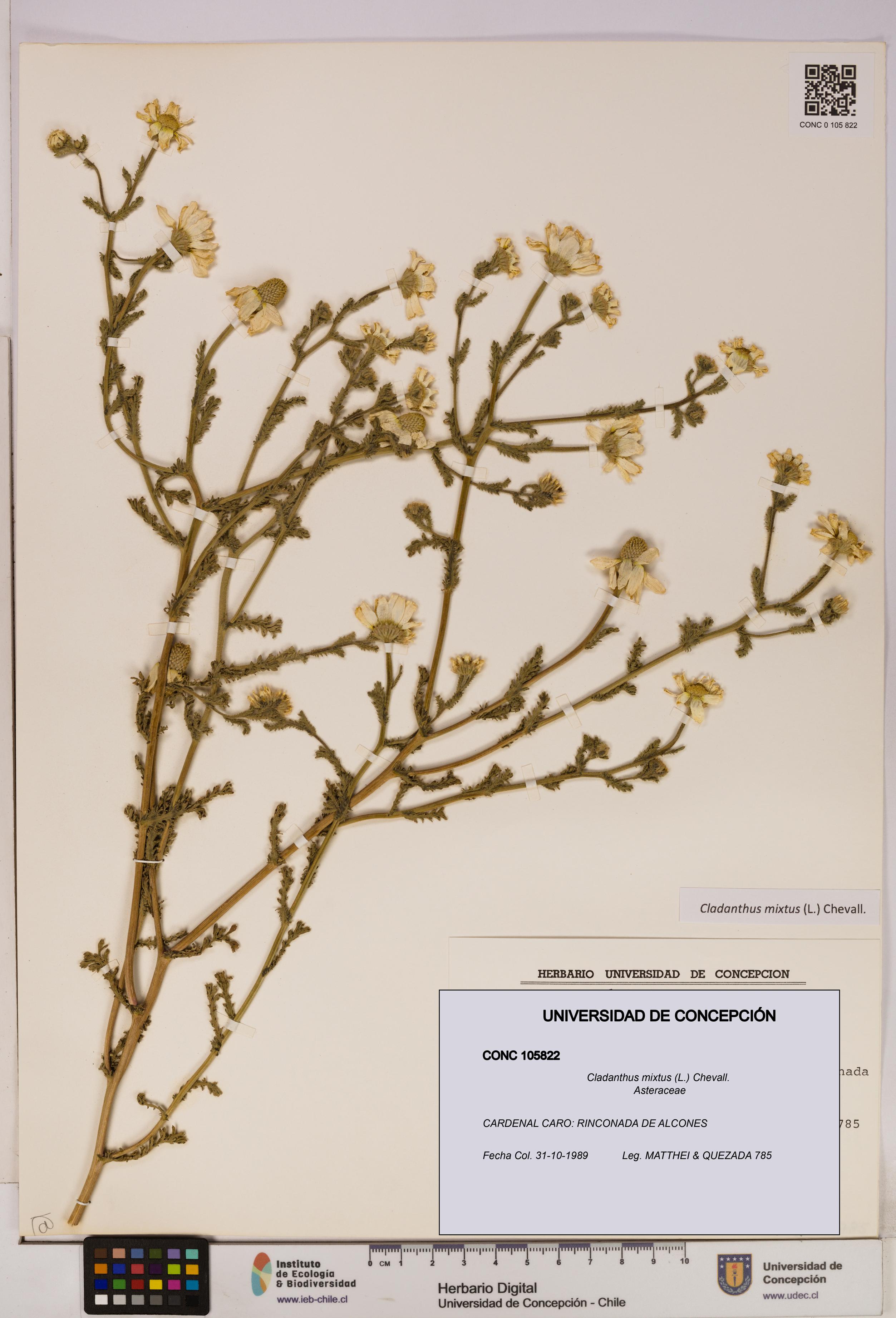 Cladanthus mixtus [Espécimen: UDEC:CONC:0105822]