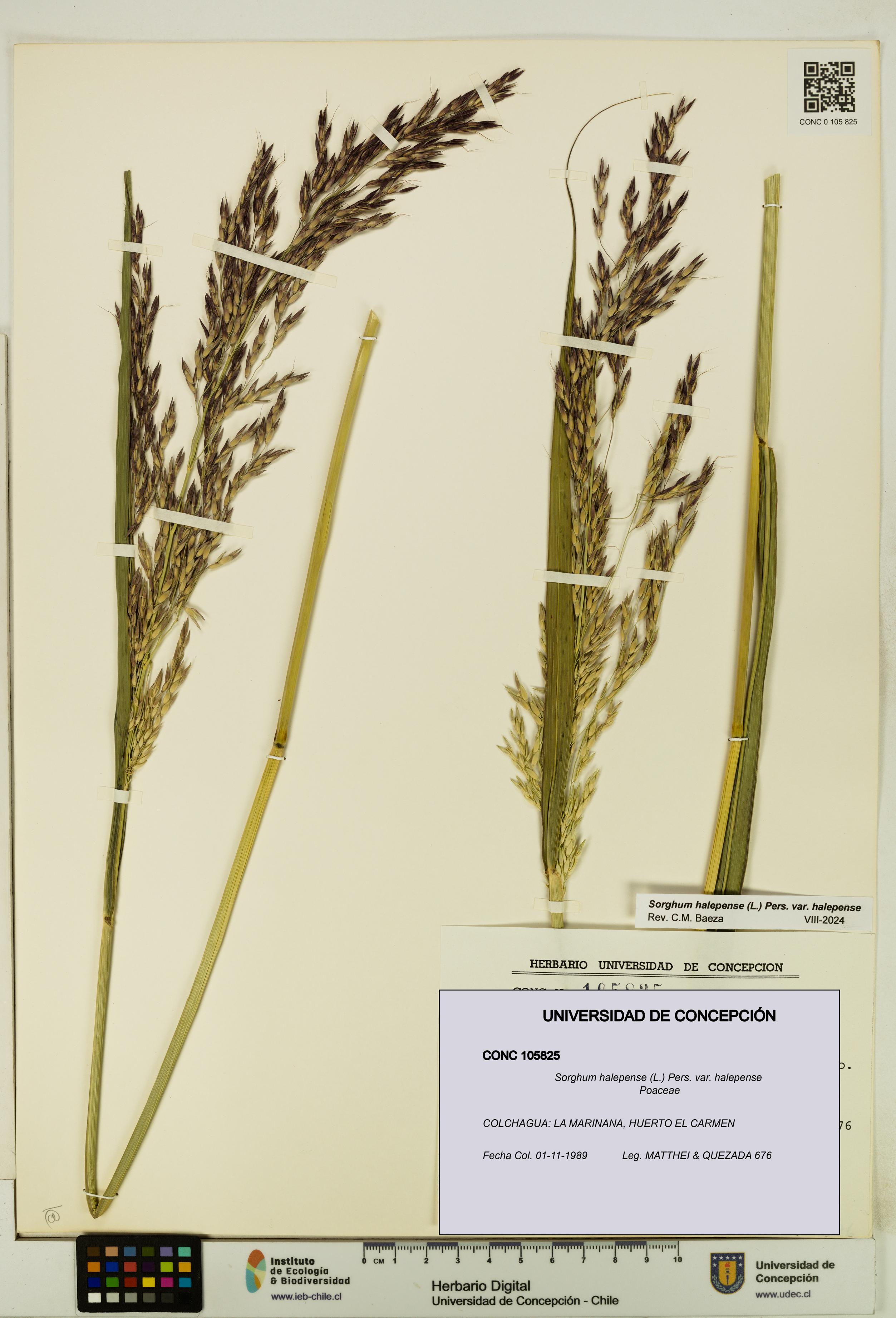Sorghum halepense var. halepense [Espécimen: UDEC:CONC:0105825]