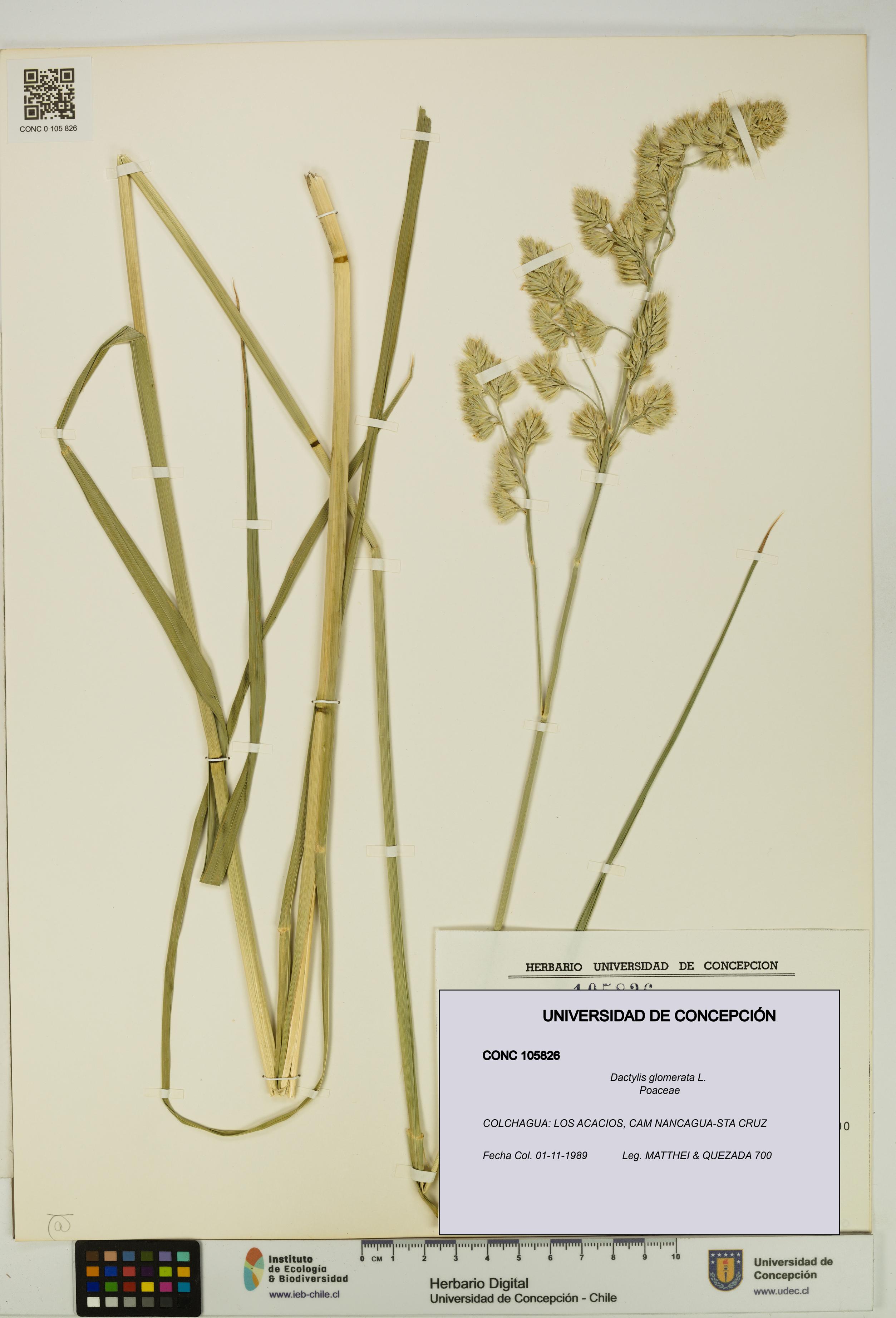 Dactylis glomerata [Espécimen: UDEC:CONC:0105826]