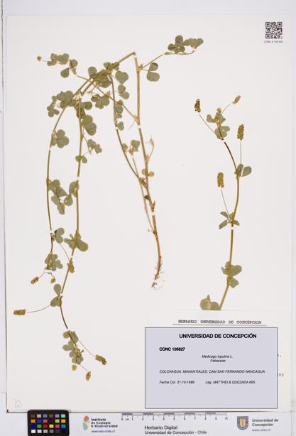 Medicago lupulina [Espécimen: ]