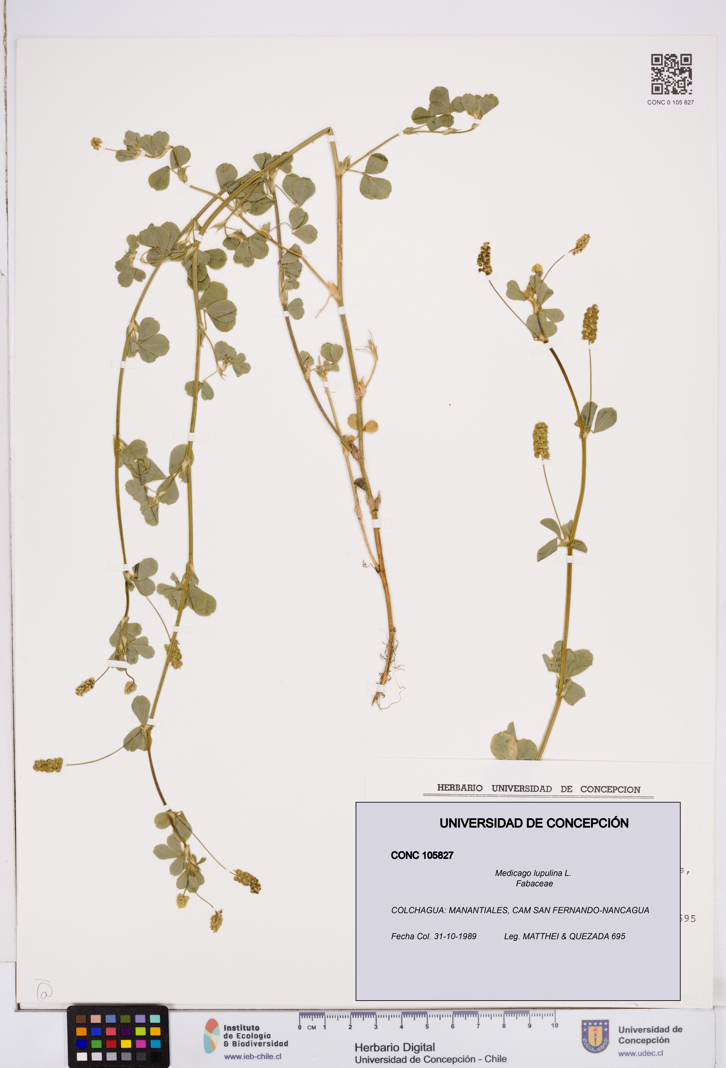 Medicago lupulina [Espécimen: ]