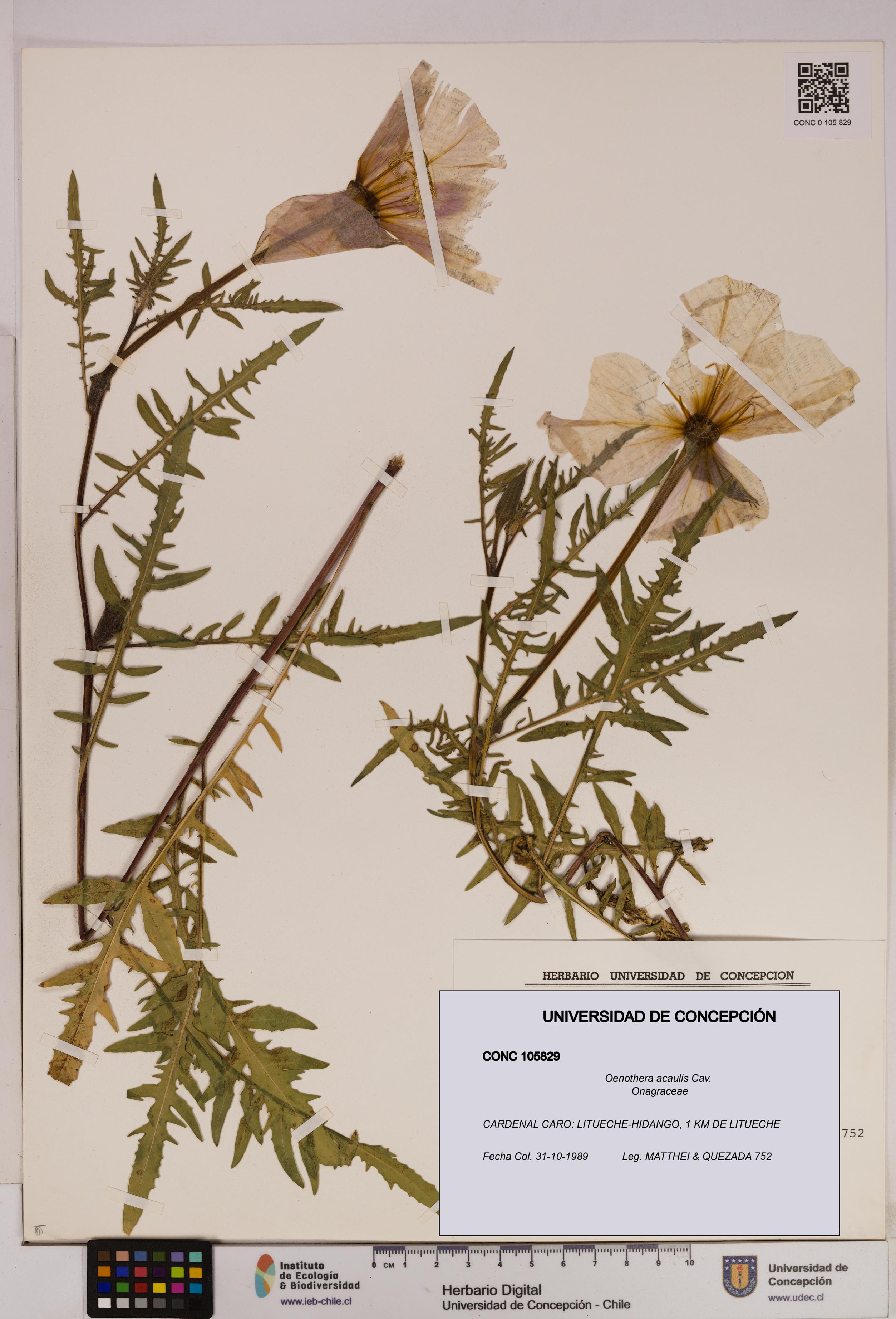 Oenothera acaulis [Espécimen: UDEC:CONC:0105829]