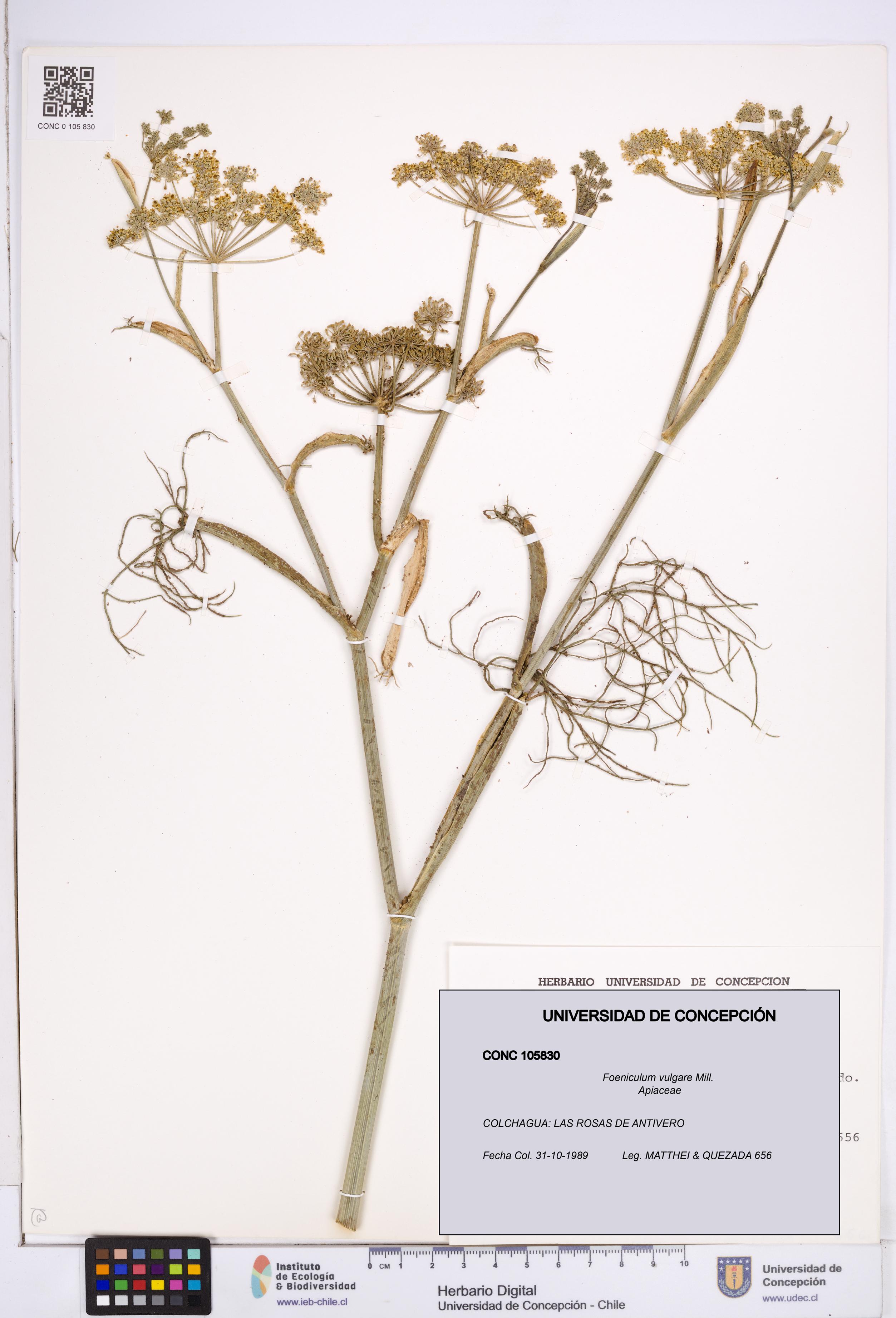 Foeniculum vulgare [Espécimen: ]