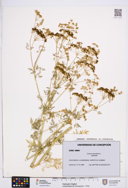 Conium maculatum [Espécimen: ]