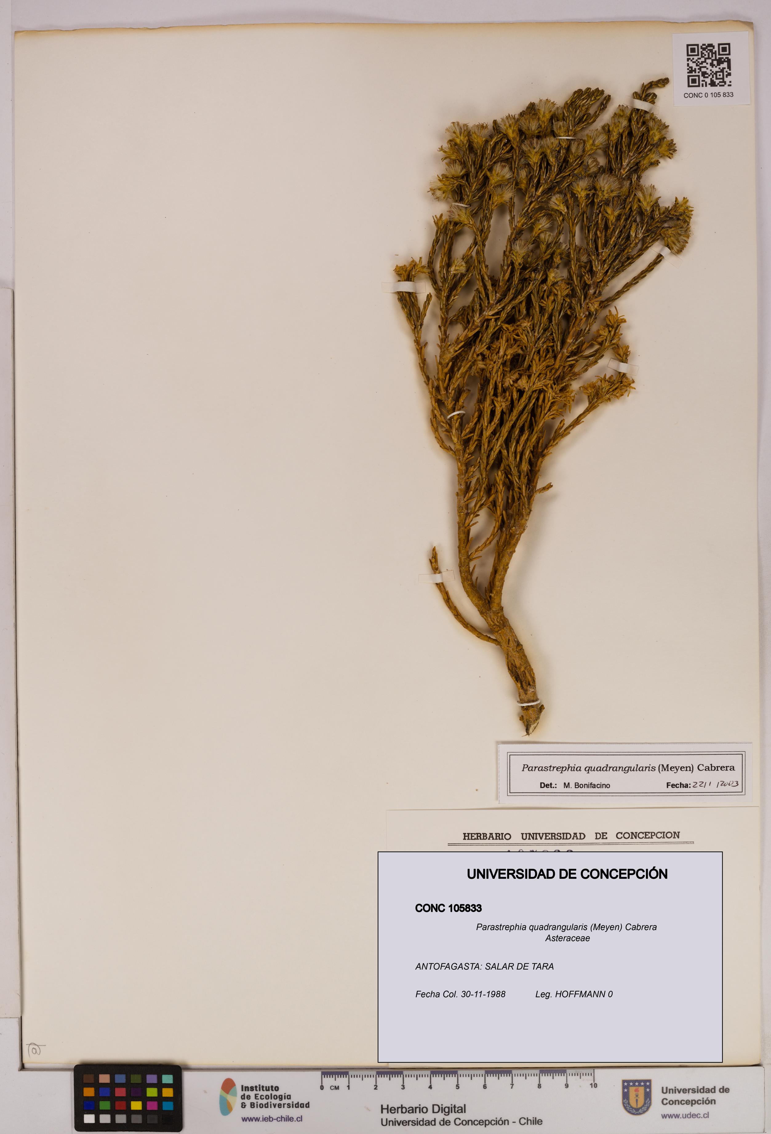 Parastrephia quadrangularis [Espécimen: UDEC:CONC:0105833]
