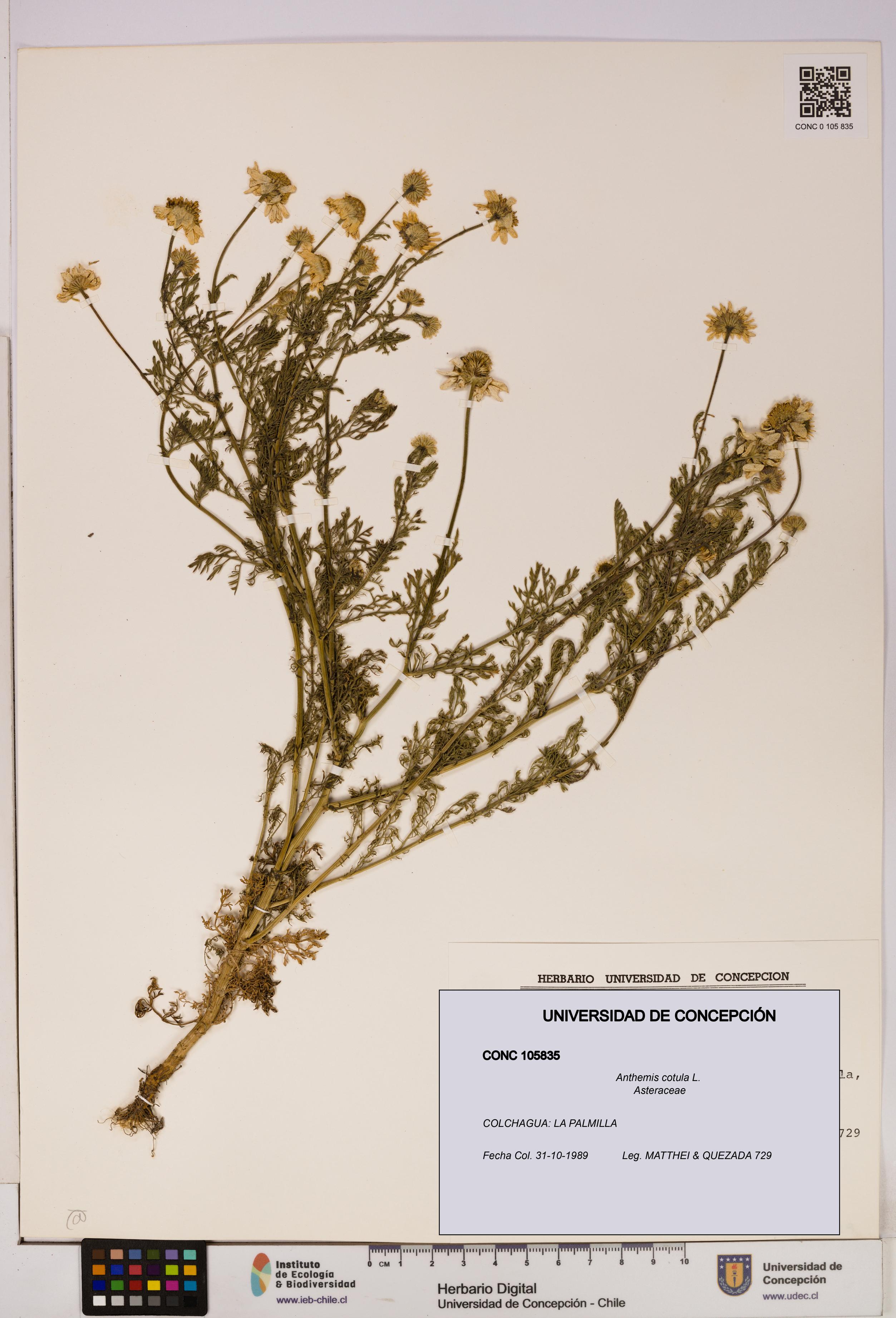 Anthemis cotula [Espécimen: UDEC:CONC:0105835]