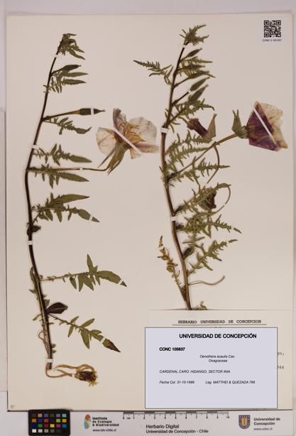 Oenothera acaulis [Espécimen: UDEC:CONC:0105837]