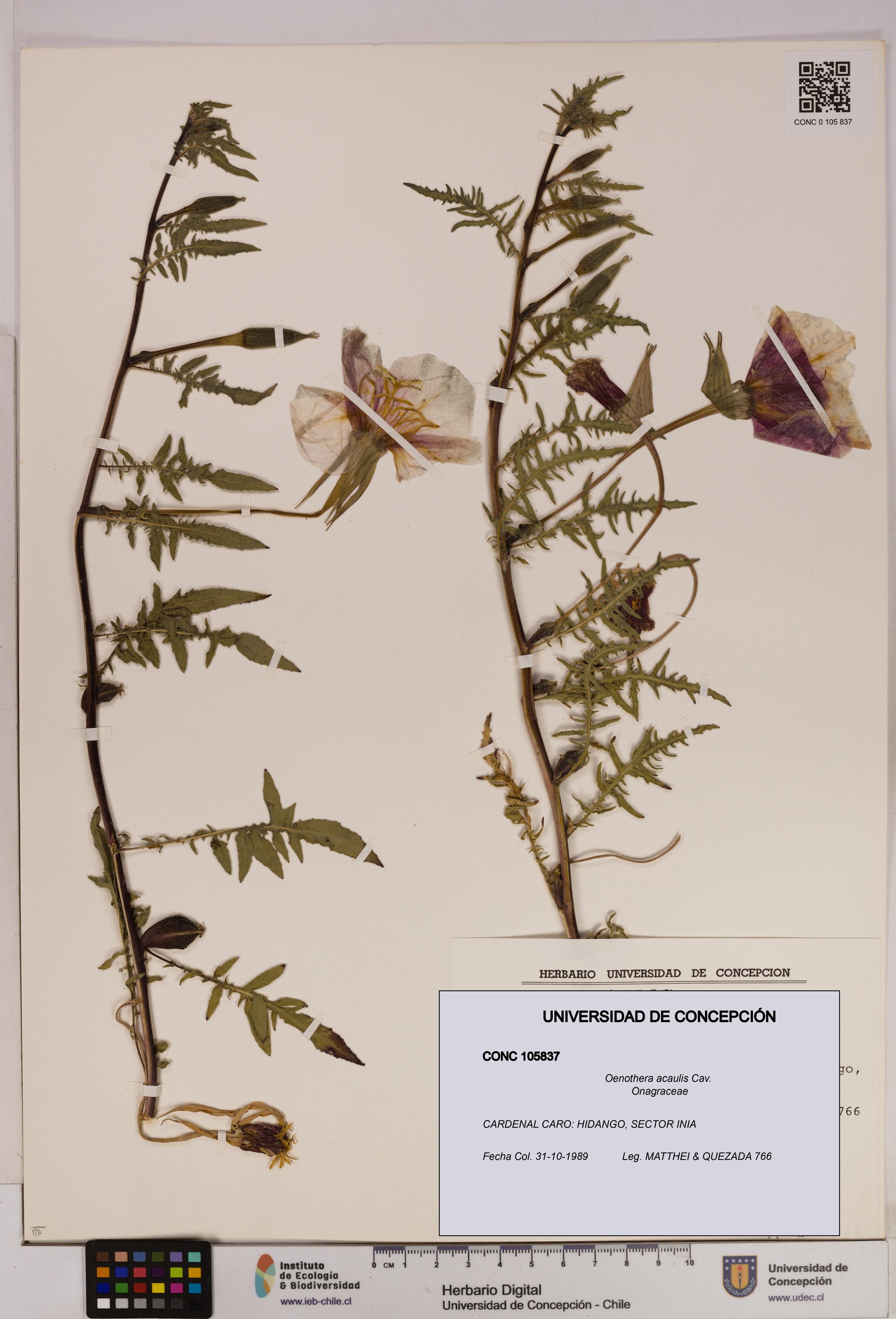 Oenothera acaulis [Espécimen: UDEC:CONC:0105837]