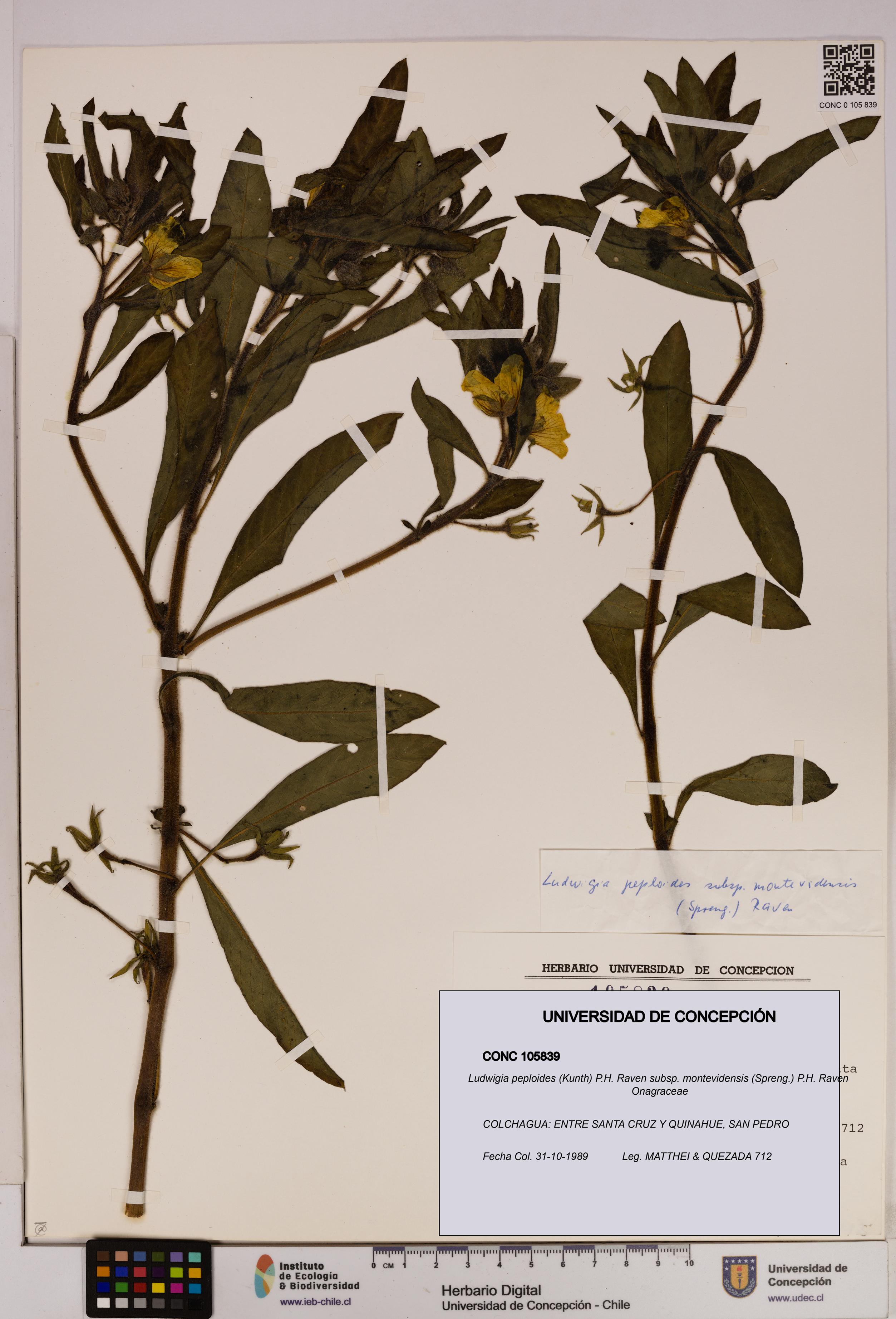 Ludwigia peploides [Espécimen: UDEC:CONC:0105839]