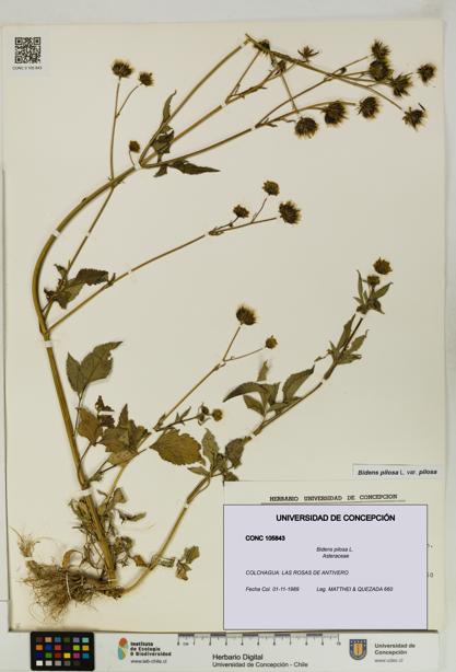 Bidens pilosa [Espécimen: UDEC:CONC:0105843]