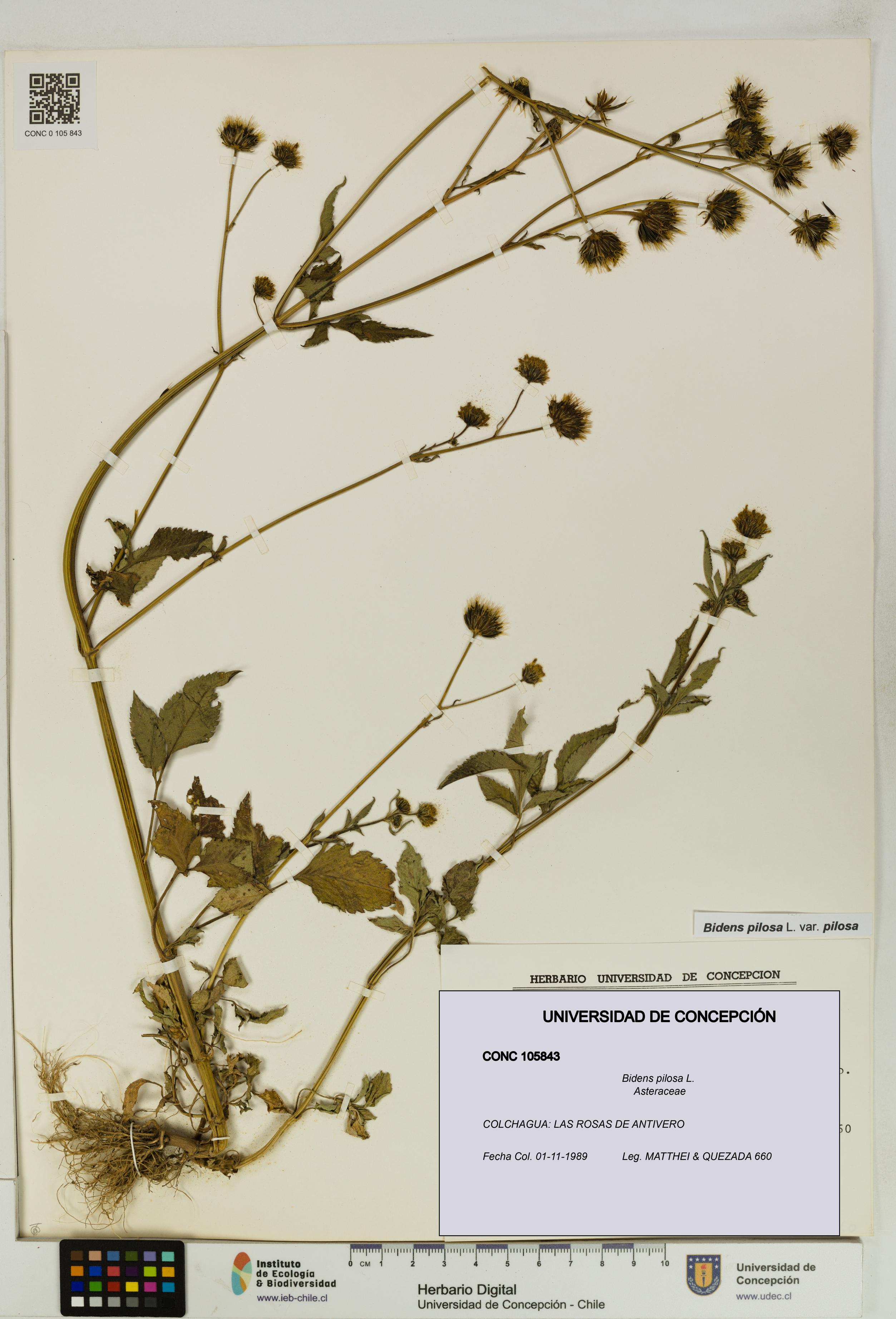 Bidens pilosa [Espécimen: UDEC:CONC:0105843]