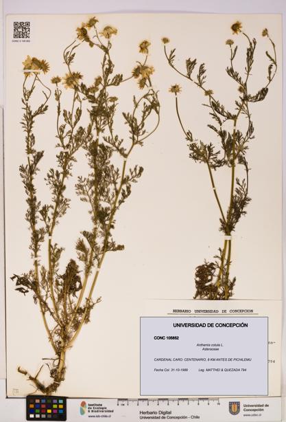 Anthemis cotula [Espécimen: UDEC:CONC:0105852]