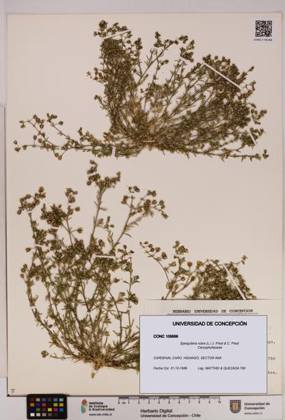 Spergularia rubra [Espécimen: UDEC:CONC:0105856]